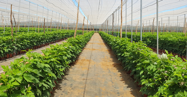 Fresh Corp Morocco