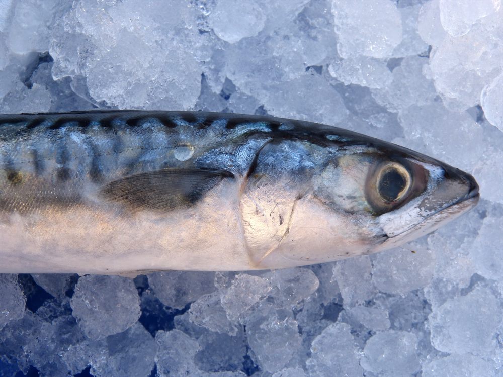 Notre pôle produits de la mer