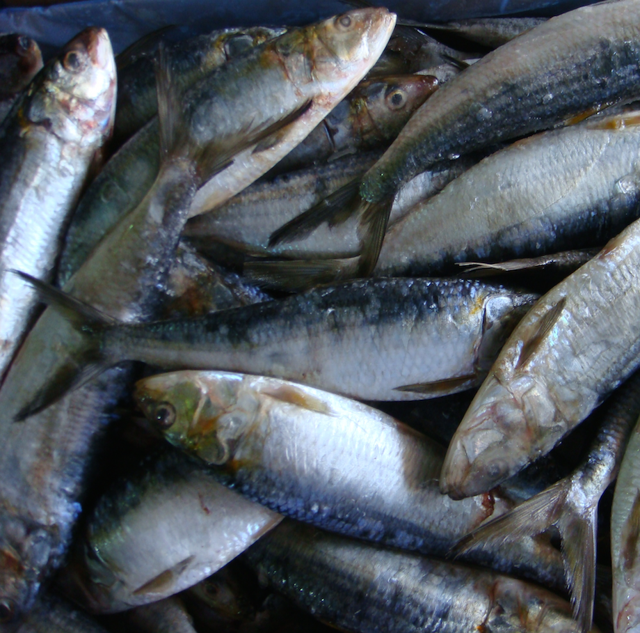 Sardinelle
