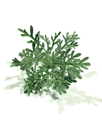 Wormwood