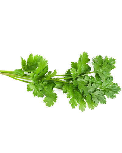 Coriander