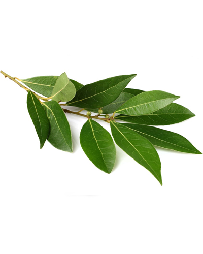 Bay leaf