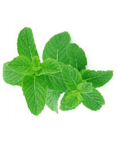 Mint
