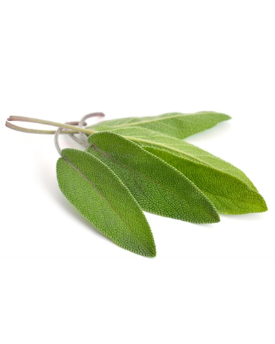 Sage